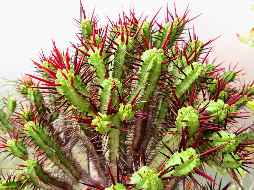 Euphorbia enopla / fruticosa