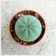 Euphorbia Obesa - Baseball nvny 5,5 cm-es cserpben