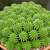 Euphorbia Suzannae 9 cm-es cserpben, ~10 cm magas