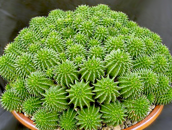 Euphorbia Suzannae