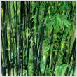 Fekete szr bambusz