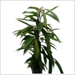 Ficus 'Amstel King' 17 cm-es cserpben