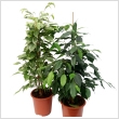 Ficus benjamina - Csngg fikusz 17 cm-es cserpben