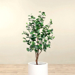 Ficus benjamina - Csngg fikusz fa 24 cm-es cserpben, ~120 cm