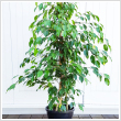 Ficus benjamina (biti) 180 cm