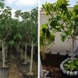 Ficus carica - TRZSES 20 literes kontnerben, Trzskrmret: 6/8 cm, ~ 2 m magas