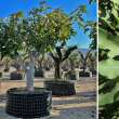 Ficus carica - TRZSES (KOROS FA) Trzskrmret: 30/35 cm, trzses