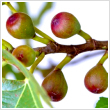 Ficus carica 'Little Miss Figgy' - Lila terms, TRPE 60/80 cm magas