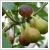 Ficus carica 'Panachee' - Cskos fge (srga-zld) 2 literes kontnerben