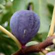 Ficus carica 'Sultane' - Lila fge 2 literes kontnerben