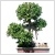 Ficus Microcarpa ~150 cm