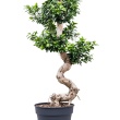 Ficus Microcarpa ~150 cm