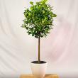 Ficus microcarpa 'Moclame' (FA) 200/225 cm