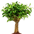 Ficus Natasja - jutba csavart trzses 12 cm-es cserpben