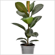 Ficus 'Robusta' 17 cm-es cserpben, ~60 cm magas