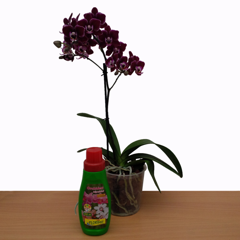 Florimo Orchidea Tpoldat