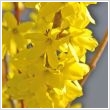 Forsythia intermedia 'Gold Zauber' 20 literes kontnerben