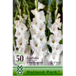 Hagyma - Gladiolus White 50 db hagyma/cs.