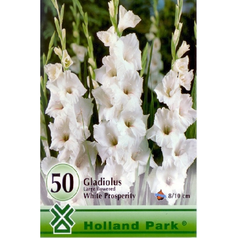 Hagyma - Gladiolus