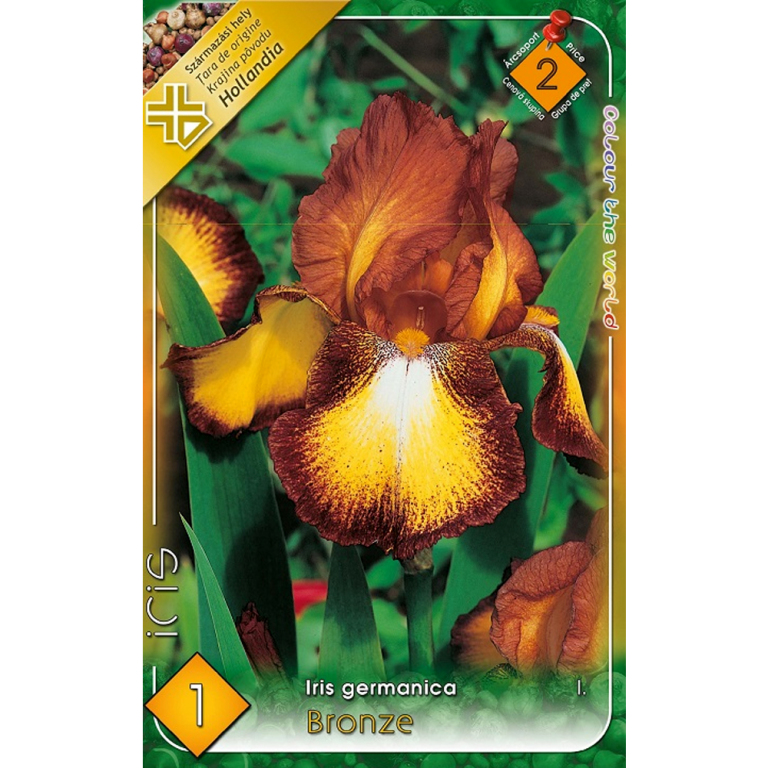 Hagyma - Iris Germanica
