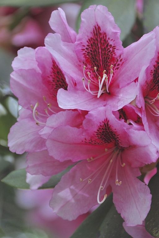 Havasszpe fajtk (Rhododendron)