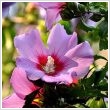 Hibiscus syriacus- vegyes sznekben 2 literes kontnerben