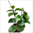 Hoya carnosa 12 cm-es cserpben