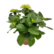 Hydrangea macrophylla/nagylevel hortenzia 12 cm-es cserpben