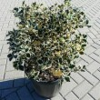 Ilex aquifolium 'Argenteamarginata' - GMB forma 60/80 cm