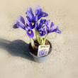 Iris extra 9 cm-es cserpben