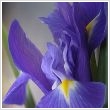 Iris fajtk 14 cm-es cserpben