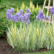 Iris pallida 'Variegata' - Dalmt tarka nszirom 14 cm-es cserpben