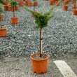 Juniperus chinensis (Knai borka alacsony trzsn) - 1/4 TRZSES Borka 5 literes kontnerben