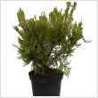 Juniperus chinensis 'Mint Julep' 2 L-es kontnerben, 40 - 50 cm magas