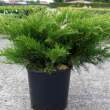 Juniperus chinensis 'Mint Julep' 5 literes kontnerben