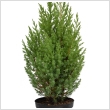 Juniperus chinensis 'Stricta' 2 literes kontnerben