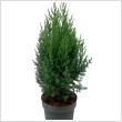 Juniperus chinensis 'Stricta' 3 literes kontnerben