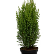 Juniperus chinensis 'Stricta' 8 literes kontnerben
