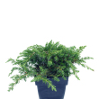 Juniperus conferta 'Blue Pacific' - Kk fvnyborka (terl, trpe, kk lomb) 2 literes kontnerben, ~20 cm magas
