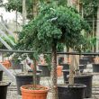 Juniperus conferta 'Blue Pacific' - TRZSES 30 literes kontnerben