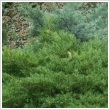 Juniperus horizontalis 'Prince of Wales' 8 literes kontnerben