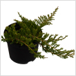 Juniperus horizontalis 'Prince of Wales' 9 cm-es cserpben