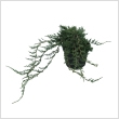 Juniperus horizontalis 'Wiltonii' 2 literes kontnerben
