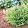 Juniperus sabina ‘Tamariscifolia’ - Nehz szag borka 5 literes kontnerben