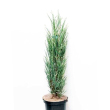 Juniperus scopulorum 'Blue Ivory' - Oszlopos borka 8 literes kontnerben, 80/100 cm magas