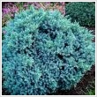 Juniperus squamata 'Blue Star' - Kk terl borka 9 cm-es cserpben