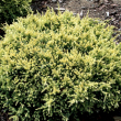 Juniperus squamata 'Dream Joy' - Aranyl(srgs) terl borka 3 literes kontnerben, 20/25 cm magas