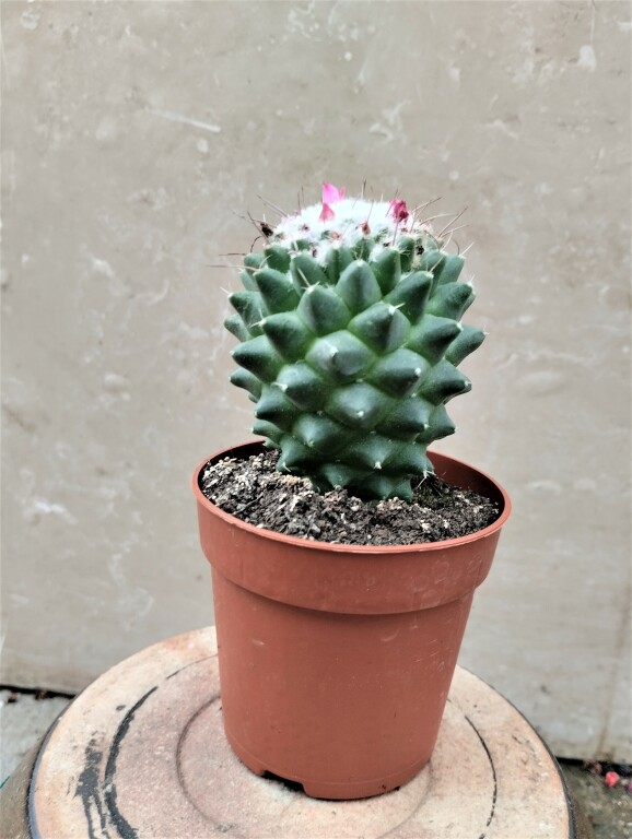 Kaktusz Mammillaria