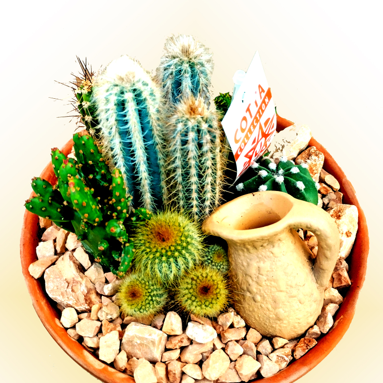Kaktusz mix - Dekor tlban