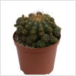 Kaktusz mix 12 cm-es cserpben